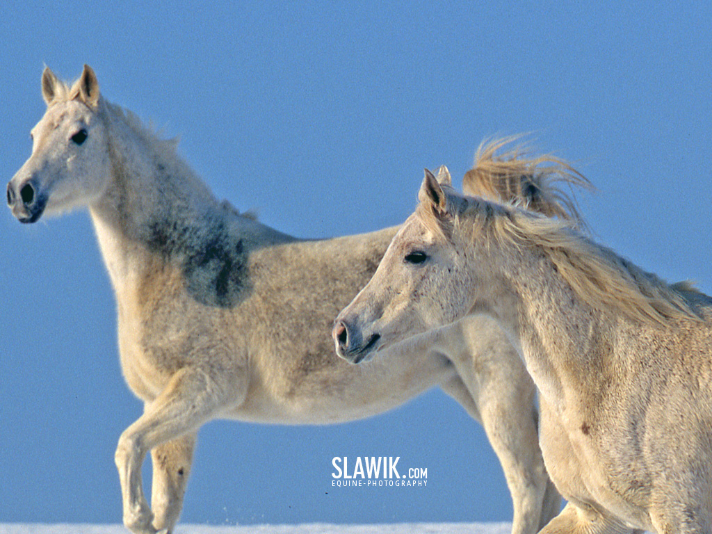 Fotka se otevře v novém okně