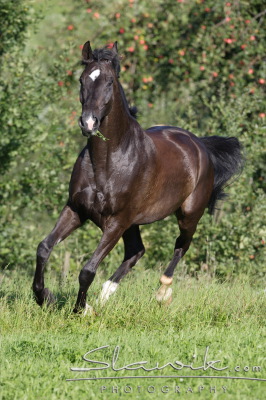 Fotka se otevře v novém okně