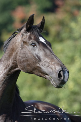 Fotka se otevře v novém okně