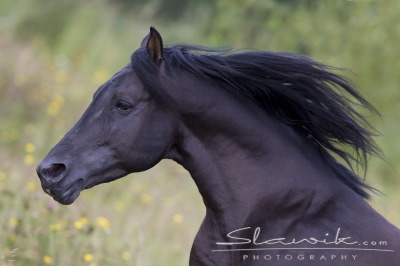 Fotka se otevře v novém okně