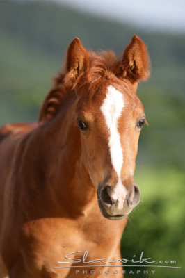 Fotka se otevře v novém okně