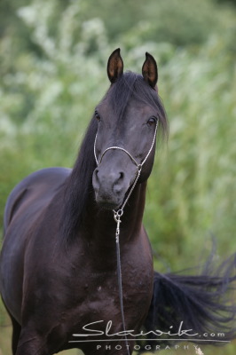 Fotka se otevře v novém okně