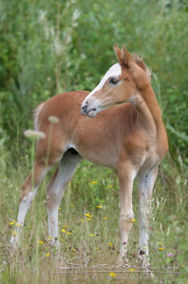Fotka se otevře v novém okně