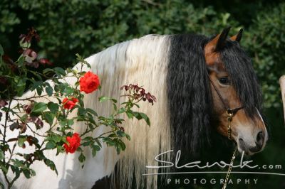 Fotka se otevře v novém okně