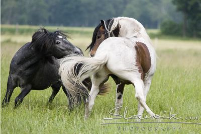 Fotka se otevře v novém okně
