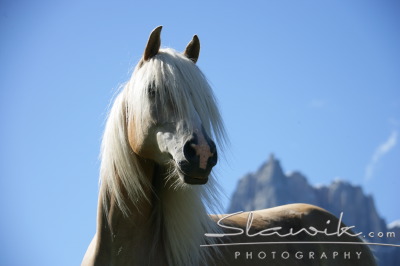 Fotka se otevře v novém okně