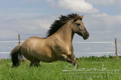 Fotka se otevře v novém okně
